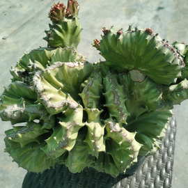 Euphorbia lactea crestada