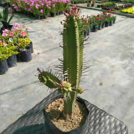 Euphorbia mammillaris