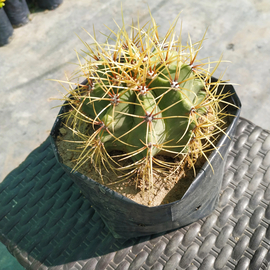 Ferocactus glaucenses
