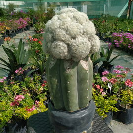 Mammillaria plumosa injerto