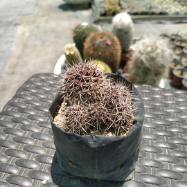 Mammillaria voburnensis
