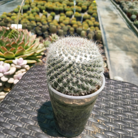 Mammillaria albilanata