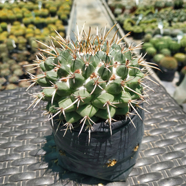 Mammillaria compresa