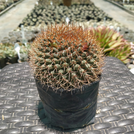 Mammillaria comun
