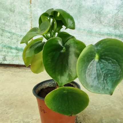 PILEA PEPEROMIODES