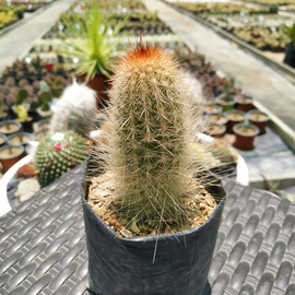 Pilosocereus chrysostele