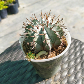 Euphorbia horrida