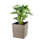 Maceta cuadrada blanca estilo piedra de 19 cm con planta de interior